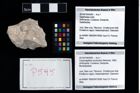 Foto (Objekt + Etikett) von Cracensigillatus acutirostris (Moericke, 1889)  (NHMW-GEO-2014-0194-0595)